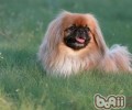 北京犬美容手法
