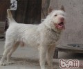 与德牧并称的我国下司犬