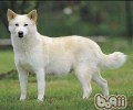 卡南犬介绍