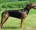 巴尔干猎犬详细介绍