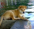 混种犬的品种特点