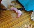 宠物绝育了解多少