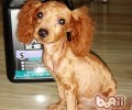 什么狗合适刮毛