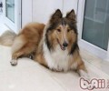 怎样协助胆小狗不怕进餐