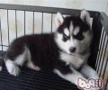 哈士奇幼犬怎样饲养