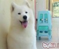 狗狗打嗝的原因是什么