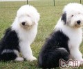 什么小狗必须吃营养保健品