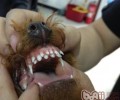狗狗换牙期严防双排牙