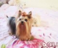 有关约克夏的基本美容护肤