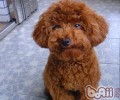 养犬普遍的错误观念