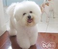 狗狗美容时不懂事该怎么办
