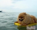 夏季带狗狗游泳必须留意什么难题