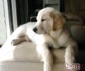 狗狗智商也必须主人家开发设计