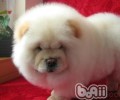 松狮幼犬的喂养关键点