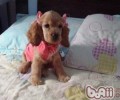 可卡犬有异味该怎么办