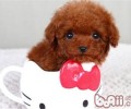 泰迪犬背毛变淡的原因是什么