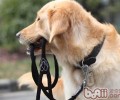 小狗可否长期性配戴颈圈