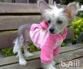 中国冠毛犬冬天怕冷吗