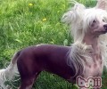 中国丑狗之冠毛犬