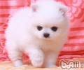 博美犬的生活习性