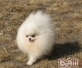 博美犬的形状特点