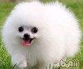 博美犬的种类介绍