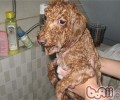 如何正确的给泰迪犬冼澡