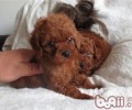 饲养小泰迪的常见问题