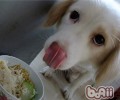 小狗可以吃什么蔬菜水果