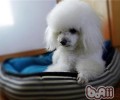 泰迪犬便秘怎么办？