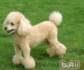 泰迪犬便秘怎么办
