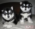 阿拉斯加犬雪橇犬好养吗？