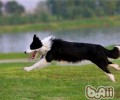 边境牧羊犬好养吗？