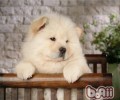 松狮成犬饲养中的7点小知识