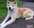 秋田犬的性格特征