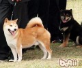 秋田犬的形状特点