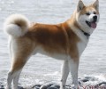秋田犬的品种介绍