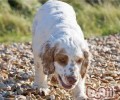 克伦伯猎鹬犬的性格特征