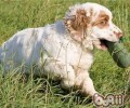 克伦伯猎鹬犬的形状特点