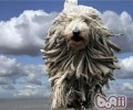 可蒙犬的喂养关键点