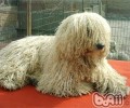 可蒙犬的保养基本常识