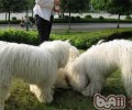 可蒙犬的性格特征