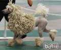 可蒙犬的种类介绍
