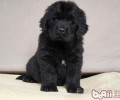 纽芬兰犬的护理知识