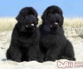 纽芬兰犬的形状特点