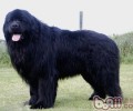 纽芬兰犬的品种介绍