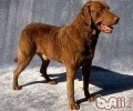 乞沙比克牧羊犬的种类介绍