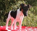 平毛猎狐梗的保养基本常识