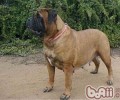 怎样为牛头獒挑选犬粮