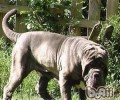 那不勒斯獒的喂养关键点